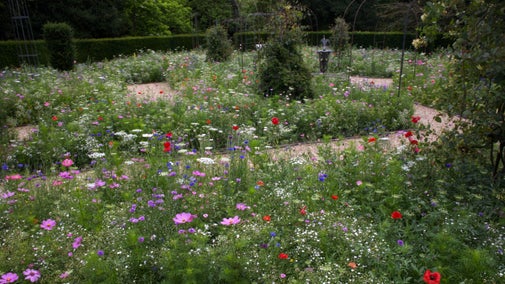 Wildflowers planted in the flower borders of the Rose Garden at Nymans